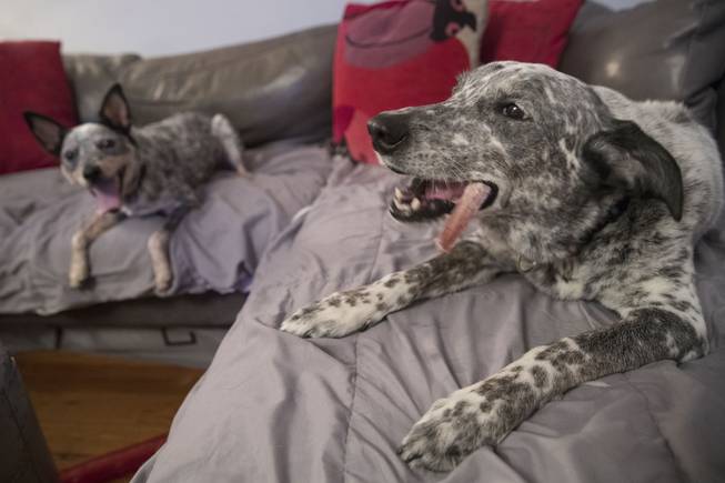 Dog DNA Dog DNA