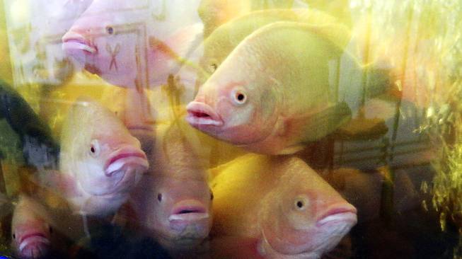 tilapia tilapia