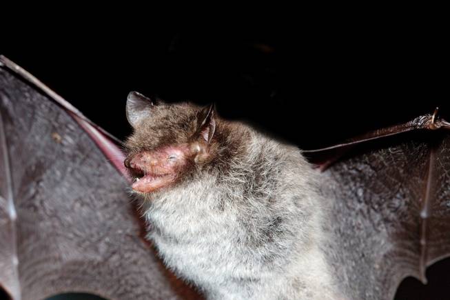 bat bat