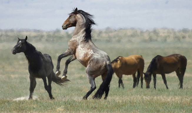 Wild horses Wild horses