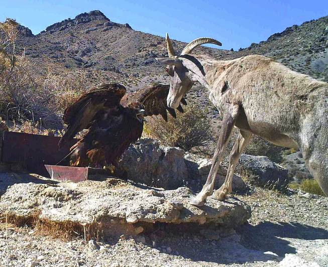 Wildlife in Nevada vs. Air Force Wildlife in Nevada vs. Air Force