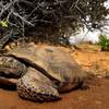 Photo: In this file photo, a desert tortoise like those f Photo: In this file photo, a desert tortoise like those f