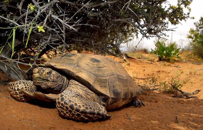 Tortoise Tortoise