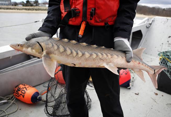 Shortnose Sturgeon Shortnose Sturgeon