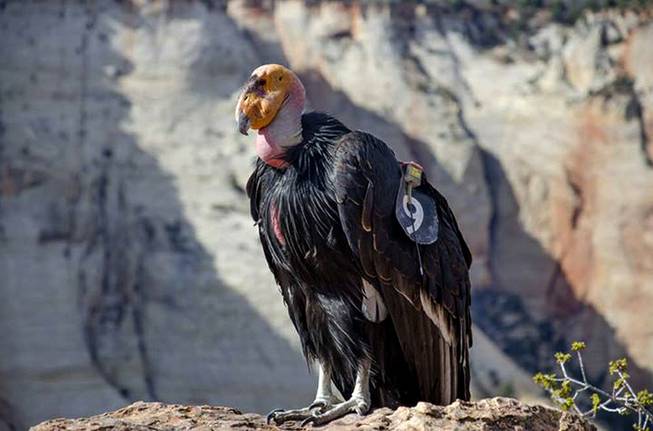 California Condor California Condor