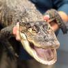 Photo: In this image provided by Chicago Animal Care and Photo: In this image provided by Chicago Animal Care and