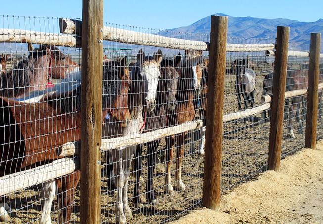 horses horses