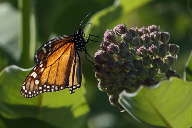 Monarch Butterfly Monarch Butterfly