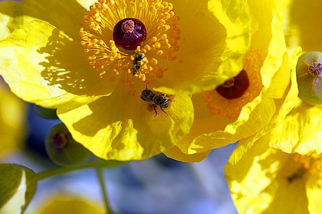 Mojave poppy bee Mojave poppy bee
