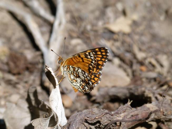 Acastus Checkerspot butterfly Acastus Checkerspot butterfly
