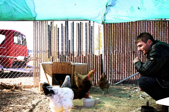 Want To Own A Pet Chicken Las Vegas Sun Newspaper
