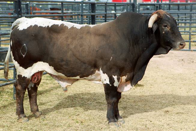 1130_sun_nfr_bull001_t653.jpg