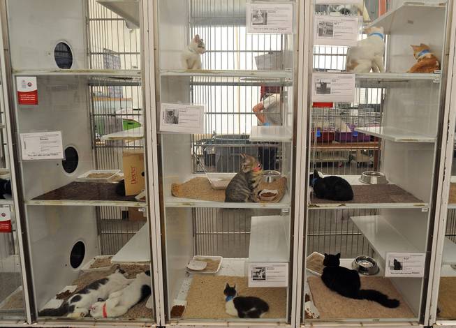 How pets end up at the Lied Animal Shelter and what ...