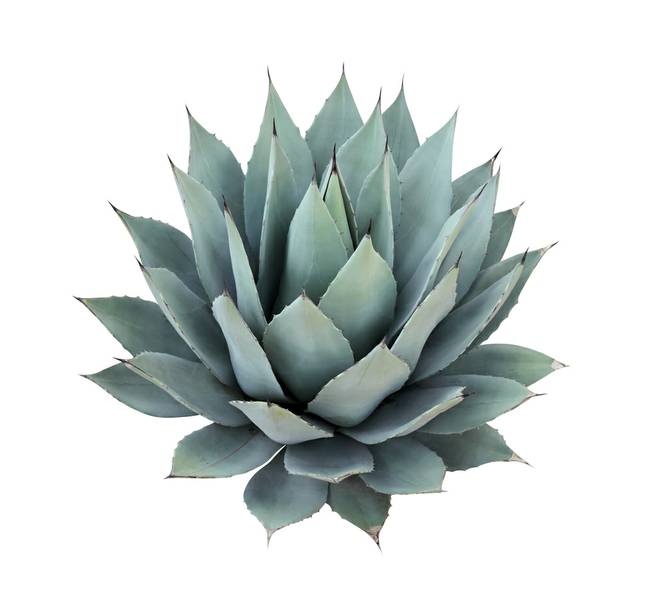 How To Grow A Desert Friendly Garden Las Vegas Sun Newspaper Agave