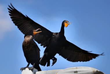 Several Double-crested Cormorants gather near the water  at Cornerstone Park as the Clark County Wetlands Park hosts its 4th Annual International Migratory Bird Day on Saturday, March 18,&nbsp;2017.