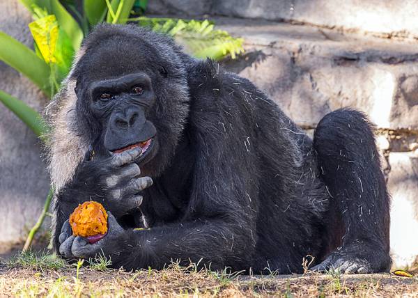 One of world's oldest gorillas dies at San Diego Safari ...