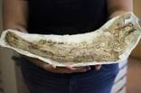 Over 20,000 Ice Age Fossils Come Home