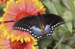 Butterfly Habitat Returns to Springs Preserve