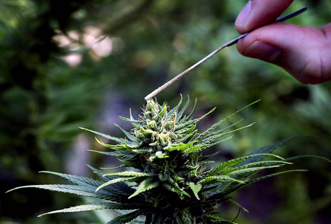 Going green: States would get free hand under marijuana bill