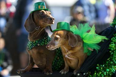 Dachshunds Buster, left, and Dixie ride in a stroller as they take part in the 53rd annual St. Patricks Day Parade and Festival in downtown Henderson on Saturday, March 16,&nbsp;2019.