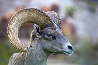 Desert Bighorn Sheep at Hemenway Park