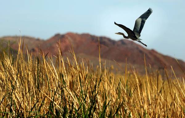 Study: Climate change and drought killing off Mojave Desert birds - Las Vegas Sun